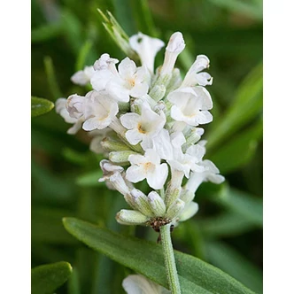 Lavandula angustifolia 'Artic Snow' - Angol levendula, keskenylevelű levendula, orvosi levendula, közönséges levendula Lavandula angustifolia 'Artic Snow' - Angol levendula, keskenylevelű levendula, orvosi levendula, közönséges levendula