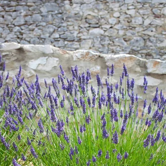 Lavandula latifolia – Levendula Lavandula latifolia – Levendula