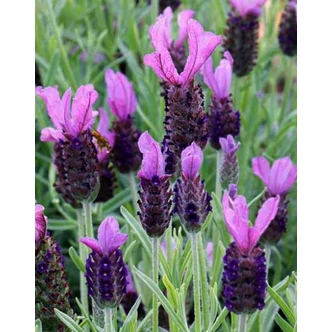 Lavandula stoechas 'Blue Star' – Hosszúkocsányú füzéres levendula Lavandula stoechas 'Blue Star' – Hosszúkocsányú füzéres levendula