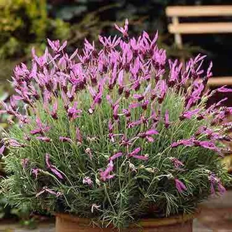Lavandula stoechas penduculata – Hosszúkocsányos füzéres levendula Lavandula stoechas penduculata – Hosszúkocsányos füzéres levendula