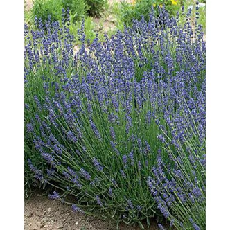 Lavandula angustifolia 'Essence Purple' - Angol levendula, keskenylevelű levendula, orvosi levendula, közönséges levendula Lavandula angustifolia 'Essence Purple' - Angol levendula, keskenylevelű levendula, orvosi levendula, közönséges levendula