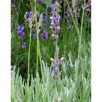 Lavandula x intermedia 'Grappenhall' - Halványkék provánszi levendula Lavandula x intermedia 'Grappenhall' - Halványkék provánszi levendula