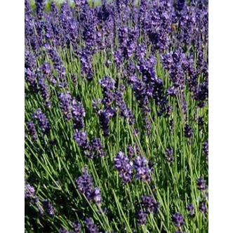 Lavandula x intermedia 'Grosso' - Sötét liláskék provánszi levendula Lavandula x intermedia 'Grosso' - Sötét liláskék provánszi levendula