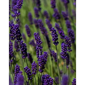 Lavandula angustifolia 'Hidcote' (syn.: 'Hidcote Blue', 'Hidcote Purple') - Angol levendula, keskenylevelű levendula, orvosi levendula, közönséges levendula Lavandula angustifolia 'Hidcote' (syn.: 'Hidcote Blue', 'Hidcote Purple') - Angol levendula, keskenylevelű levendula, orvosi levendula, közönséges levendula