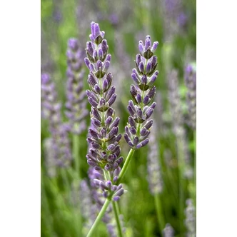 Lavandula x intermedia 'Phenomenal' (syn.: 'Niko') - Provanszi levendula, hibrid levendula, lavandin Lavandula x intermedia 'Phenomenal' (syn.: 'Niko') - Provanszi levendula, hibrid levendula, lavandin