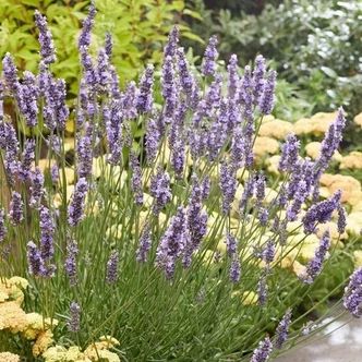 Lavandula x intermedia 'Sensational'® – Provanszi vagy hibrid levendula Lavandula x intermedia 'Sensational'® – Provanszi vagy hibrid levendula