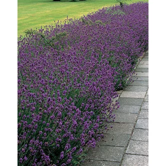 Lavandula angustifolia 'Munstead' - Angol levendula, keskenylevelű levendula, orvosi levendula, közönséges levendula Lavandula angustifolia 'Munstead' - Angol levendula, keskenylevelű levendula, orvosi levendula, közönséges levendula