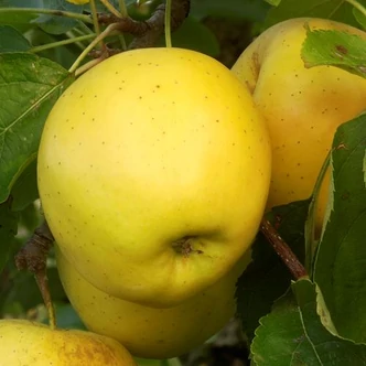 'Golden Delicious' (syn.: 'Gelber Köstlicher', 'Yellow Delicious') almafa (konténeres) 'Golden Delicious' (syn.: 'Gelber Köstlicher', 'Yellow Delicious') almafa (konténeres)