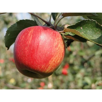 'Jonagold' alma (koros konténeres) 'Jonagold' alma (koros konténeres)
