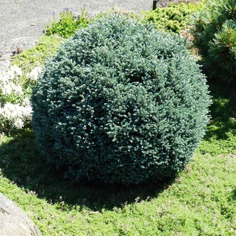 Chamaecyparis pisifera 'Blue Moon'® – Szavára hamisciprus Chamaecyparis pisifera 'Blue Moon'® – Szavára hamisciprus