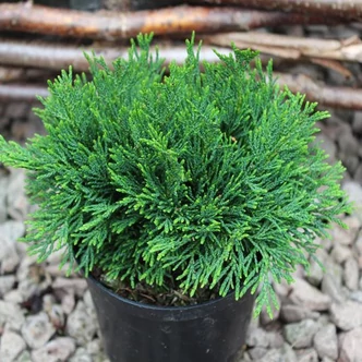 Chamaecyparis lawsoniana 'Green Globe' - Oregoni hamisciprus Chamaecyparis lawsoniana 'Green Globe' - Oregoni hamisciprus