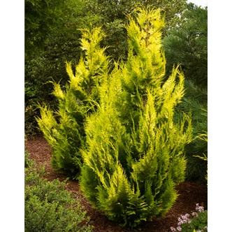 Chamaecyparis lawsoniana 'Ivonne' ('Yvonne')– Arany oregoni hamisciprus Chamaecyparis lawsoniana 'Ivonne' ('Yvonne')– Arany oregoni hamisciprus