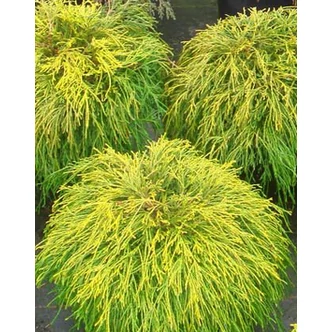 Chamaecyparis pisifera 'Sungold' – Aranyszínű, szavára hamisciprus