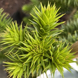 Araucaria araucana - Chilei araukária