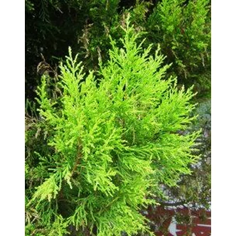 Juniperus chinensis 'Kuriwao Sunbeam' – Kuriwao Napsugár kínai boróka Juniperus chinensis 'Kuriwao Sunbeam' – Kuriwao Napsugár kínai boróka