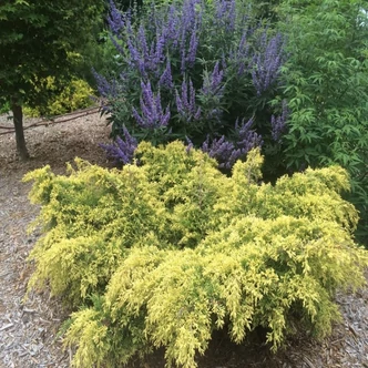 Juniperus chinensis 'Savaria Gold' – Kínai boróka
