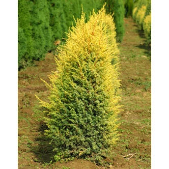 Juniperus communis 'Gold Cone' – Arany ír boróka Juniperus communis 'Gold Cone' – Arany ír boróka