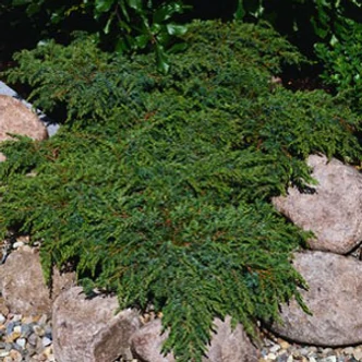 Juniperus communis 'Green Carpet' – Terülő közönséges boróka Juniperus communis 'Green Carpet' – Terülő közönséges boróka