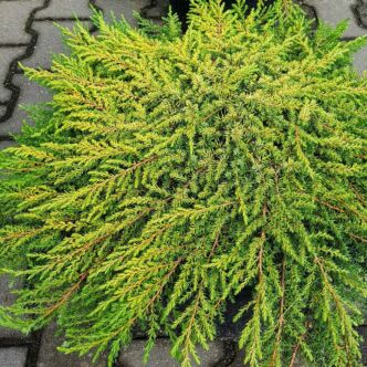 Juniperus communis 'Lemon Carpet'® – Közönséges boróka