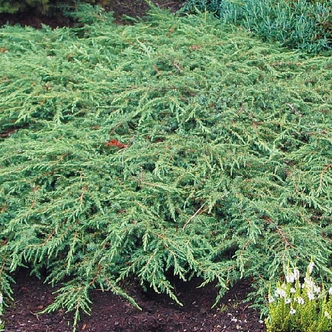 Juniperus communis 'Repanda' – Közönséges boróka