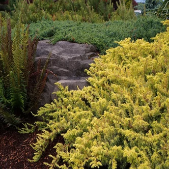 Juniperus conferta 'All Gold' – Aranylombú terülő fövenyboróka Juniperus conferta 'All Gold' – Aranylombú terülő fövenyboróka