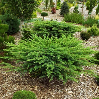 Juniperus conferta 'Schlager' – Terülő fövenyboróka Juniperus conferta 'Schlager' – Terülő fövenyboróka