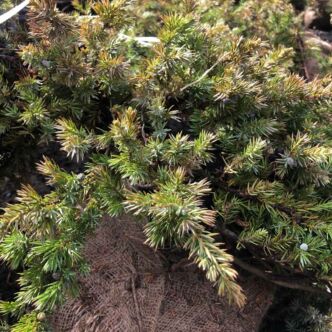 Juniperus conifera – Boróka