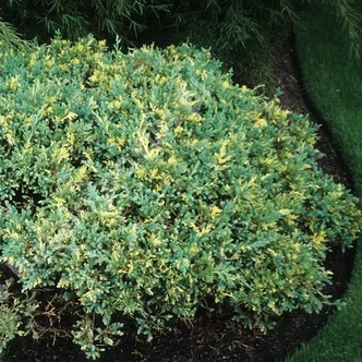 Juniperus davurica 'Expansa Variegata' – Tarka kúszó boróka Juniperus davurica 'Expansa Variegata' – Tarka kúszó boróka