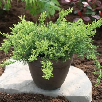 Juniperus davurica 'Leningrad' – Kínai kúszó boróka Juniperus davurica 'Leningrad' – Kínai kúszó boróka