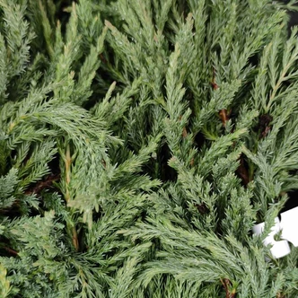 Juniperus horizontalis 'Blue Acres' – Kék terülő boróka, henye boróka Juniperus horizontalis 'Blue Acres' – Kék terülő boróka, henye boróka