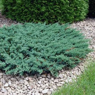 Juniperus horizontalis 'Blue Chip' - Kék terülő henyeboróka Juniperus horizontalis 'Blue Chip' - Kék terülő henyeboróka
