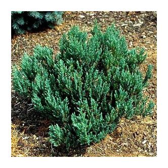Juniperus horizontalis 'Blue Forest' – Terülő boróka