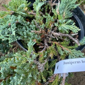 Juniperus horizontalis 'Blue Moon' – Terülő henyeboróka