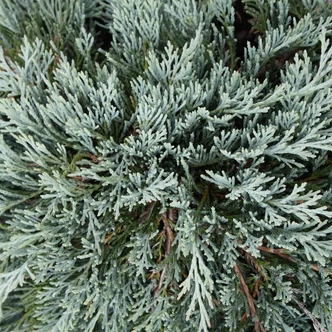 Juniperus horizontalis 'Glacier' – Terülő boróka Juniperus horizontalis 'Glacier' – Terülő boróka
