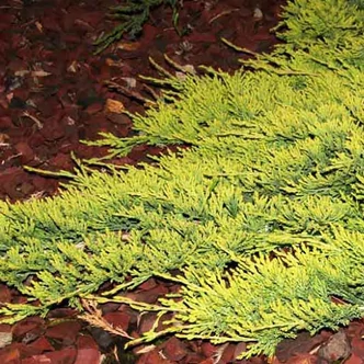 Juniperus horizontalis 'Golden Carpet' - Arany henyeboróka