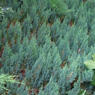Juniperus horizontalis 'Grey Pearl' – Henye boróka