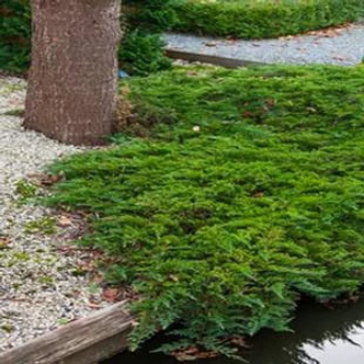 Juniperus horizontalis 'Prince of Wales' – Terülő henyeboróka Juniperus horizontalis 'Prince of Wales' – Terülő henyeboróka