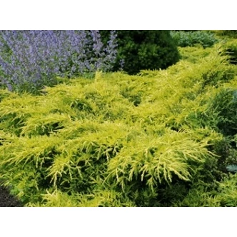 Juniperus x media (syn.: Juniperus x pfitzeriana) 'Gold Star' - Arany lombú kínai terülőboróka Juniperus x media (syn.: Juniperus x pfitzeriana) 'Gold Star' - Arany lombú kínai terülőboróka
