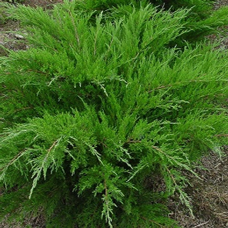 Juniperus media 'Mint Julep' - Zöld terülő boróka