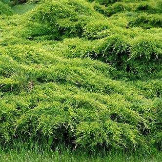 Juniperus x media (syn.: Juniperus x pfitzeriana) 'Mordigan Aurea' - Aranylombú terülő boróka Juniperus x media (syn.: Juniperus x pfitzeriana) 'Mordigan Aurea' - Aranylombú terülő boróka