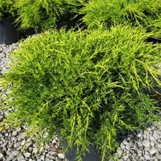 Juniperus x media (syn.: Juniperus x pfitzeriana) 'Old Gold' - Óarany terülő boróka Juniperus x media (syn.: Juniperus x pfitzeriana) 'Old Gold' - Óarany terülő boróka