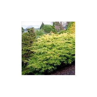 Juniperus x media (syn.: Juniperus x pfitzeriana) 'Saybrook Gold' – Terülő boróka Juniperus x media (syn.: Juniperus x pfitzeriana) 'Saybrook Gold' – Terülő boróka