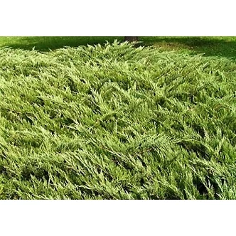 Juniperus sabina 'Tiszakürt' - Nehézszagú boróka Juniperus sabina 'Tiszakürt' - Nehézszagú boróka