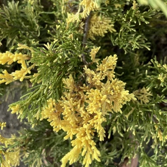 Juniperus sabina 'Variegata' - Tarka nehézszagú boróka Juniperus sabina 'Variegata' - Tarka nehézszagú boróka