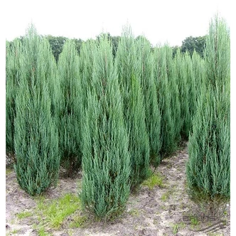 Juniperus scopulorum 'Blue Arrow' - Kék oszlopos oregoni boróka Juniperus scopulorum 'Blue Arrow' - Kék oszlopos oregoni boróka