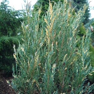 Juniperus scopulorum 'Silver Star' – Oregoni boróka