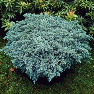 Juniperus squamata 'Blue Star' – Kék, törpe, terülő himalájai boróka Juniperus squamata 'Blue Star' – Kék, törpe, terülő himalájai boróka
