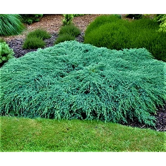 Juniperus squamata 'Blue Carpet' - Kék kúszó boróka Juniperus squamata 'Blue Carpet' - Kék kúszó boróka
