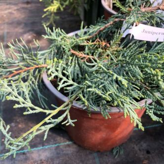 Juniperus virginiana 'Silver Spider' – Virginiai boróka