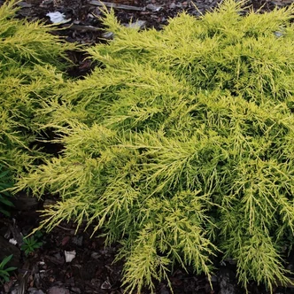 Juniperus x media (syn.: Juniperus x pfitzeriana) 'King of Spring' – Boróka Juniperus x media (syn.: Juniperus x pfitzeriana) 'King of Spring' – Boróka